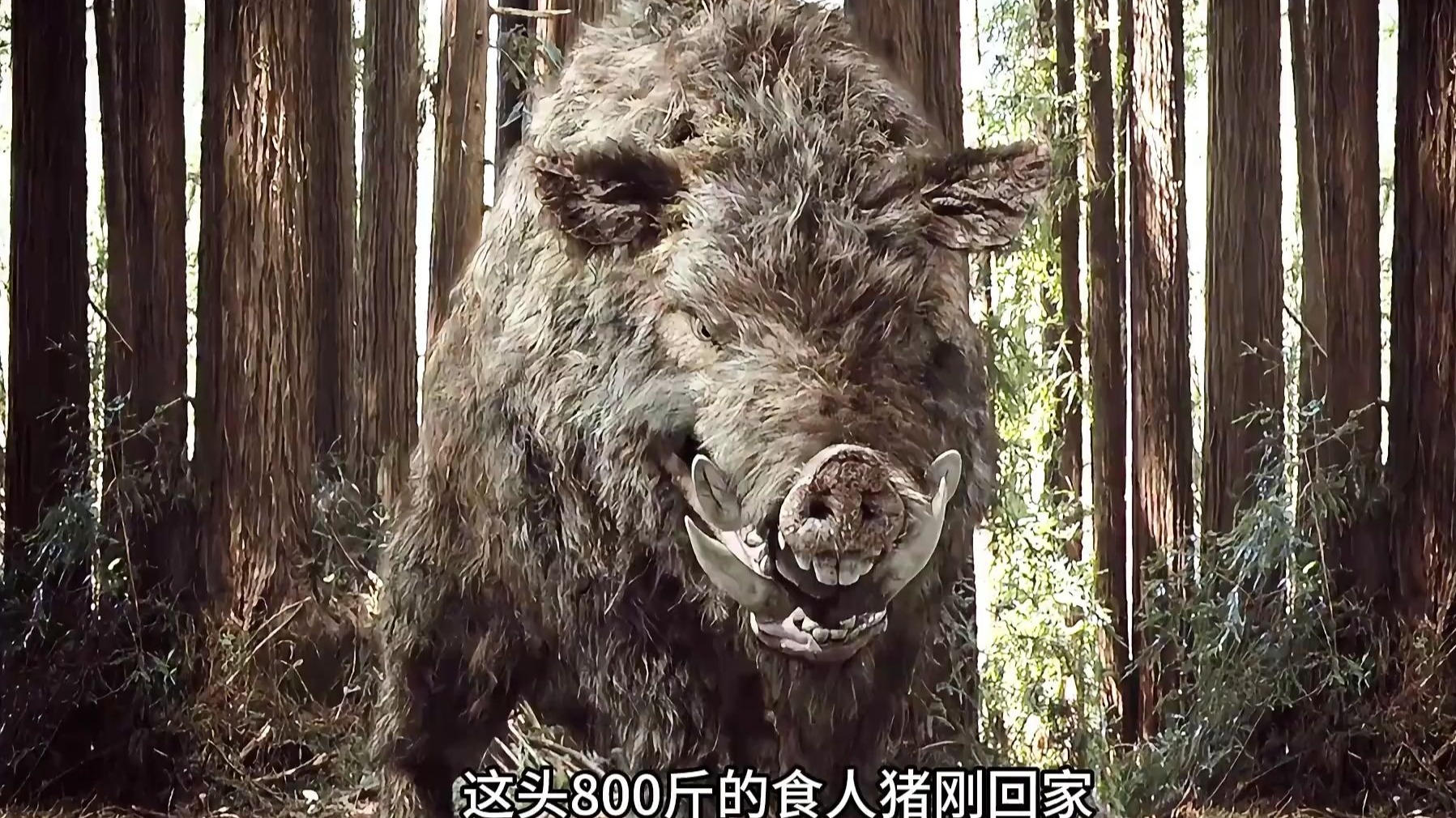 食人猪(食人猪吃人)