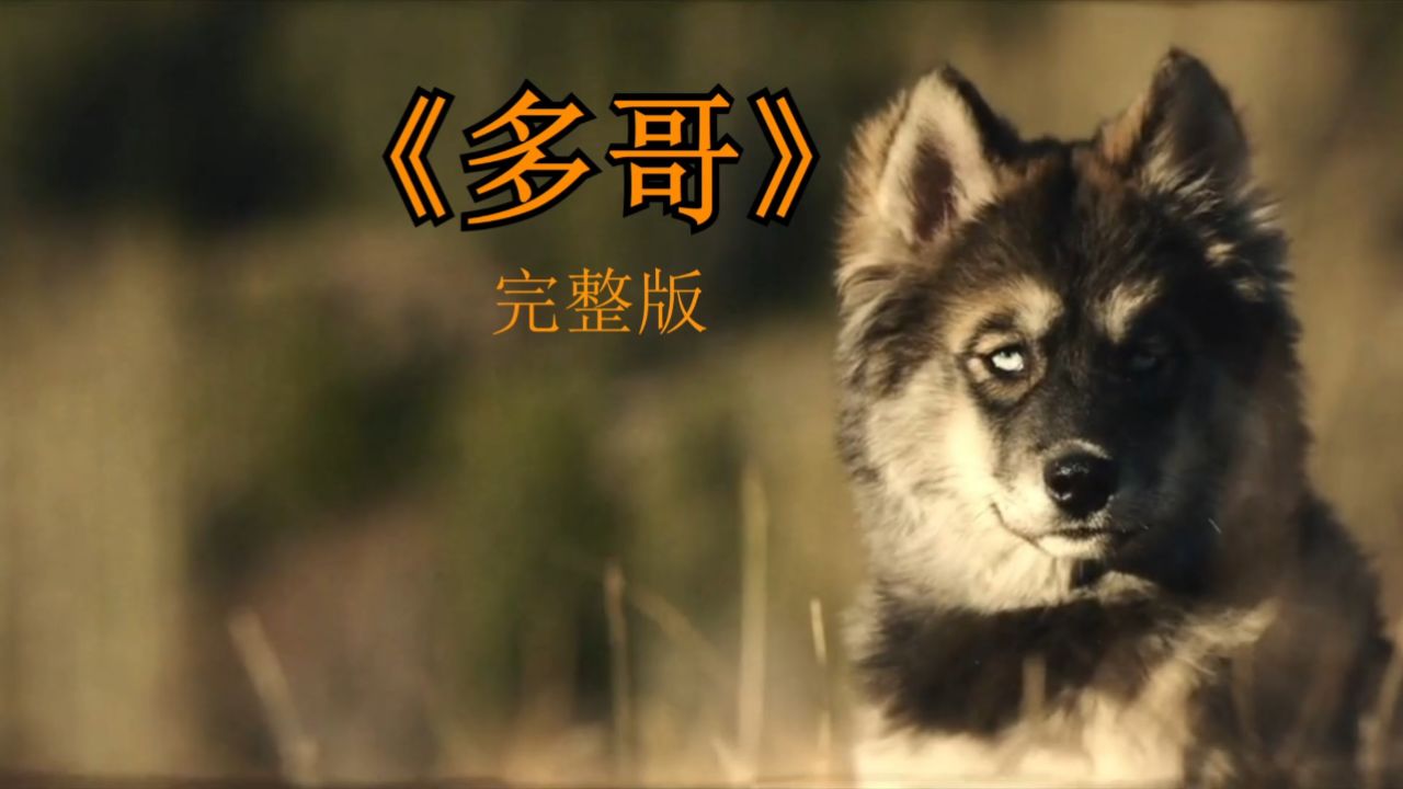 多哥在线观看(多哥第一部在线观看)