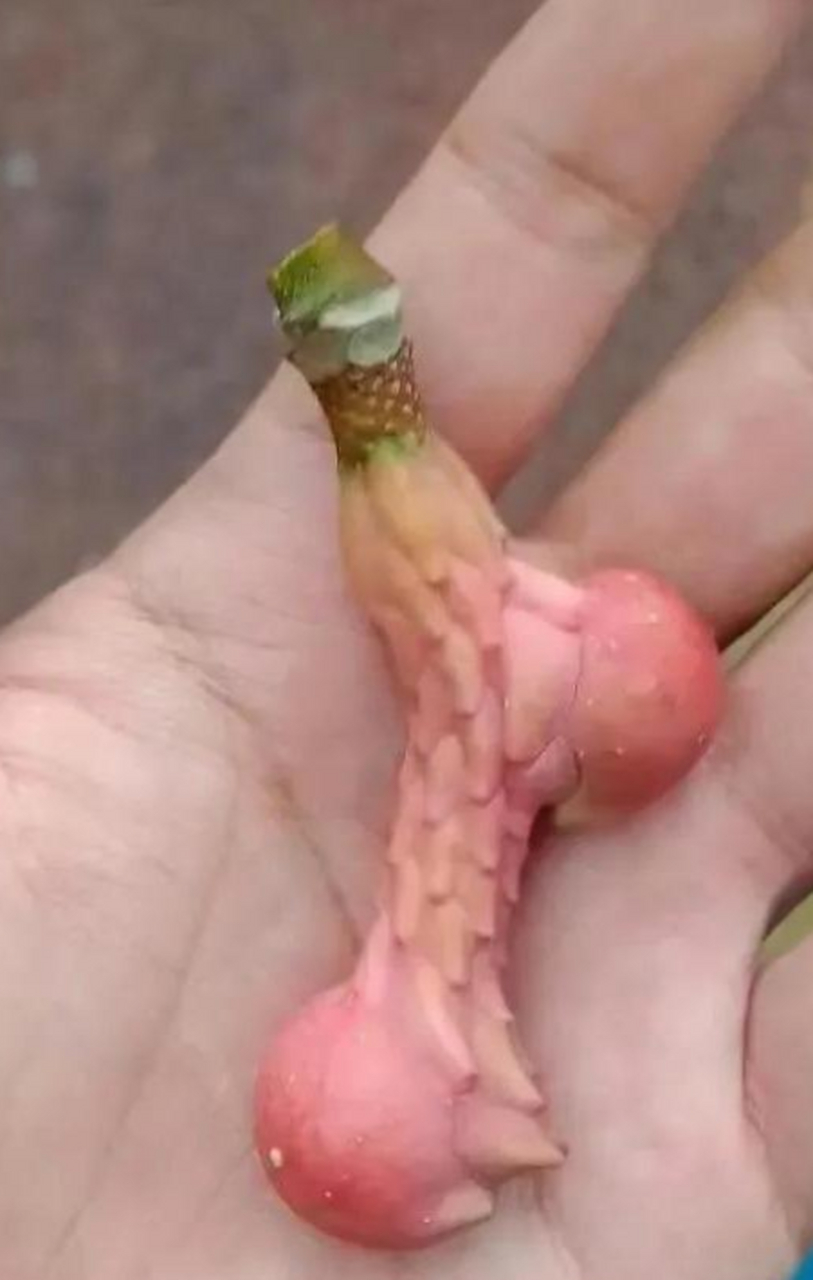 不愉快的果实(不愉快的果实电影版歌词)