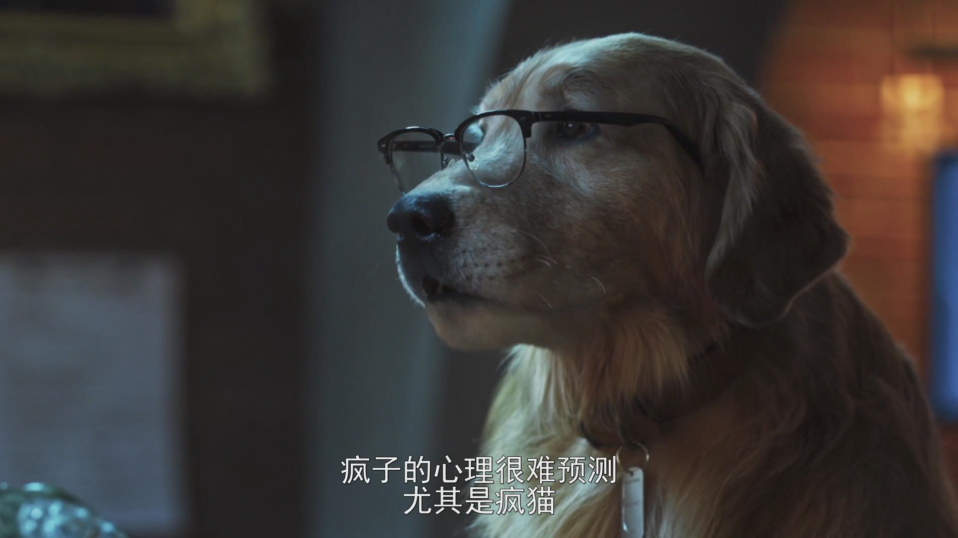 猫狗大战1国语版电影(猫狗大战1国语版电影在线观看)