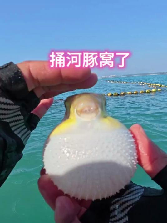 河豚完整版(河豚高清完整版)