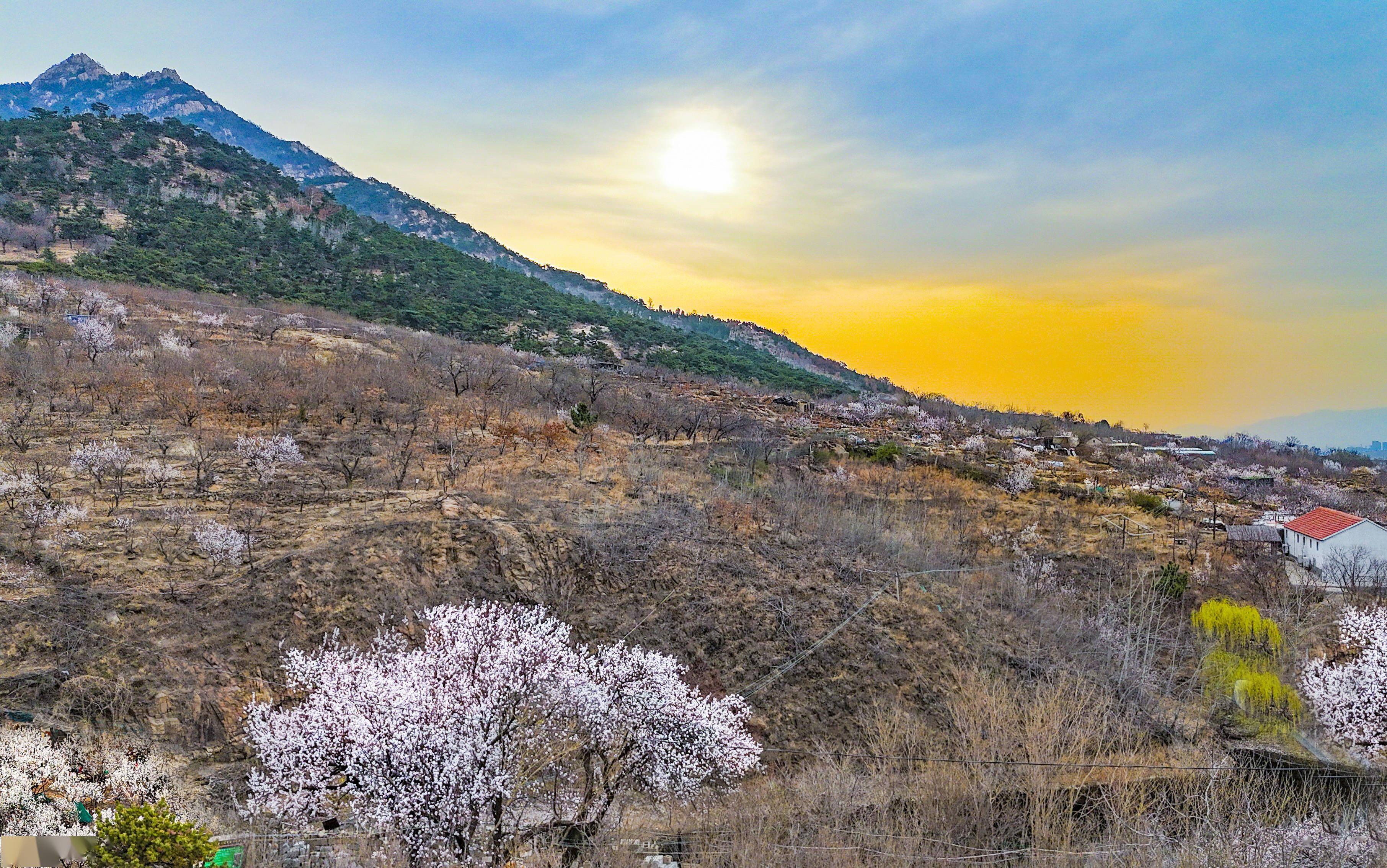 森林泰山(森林泰山和珍)