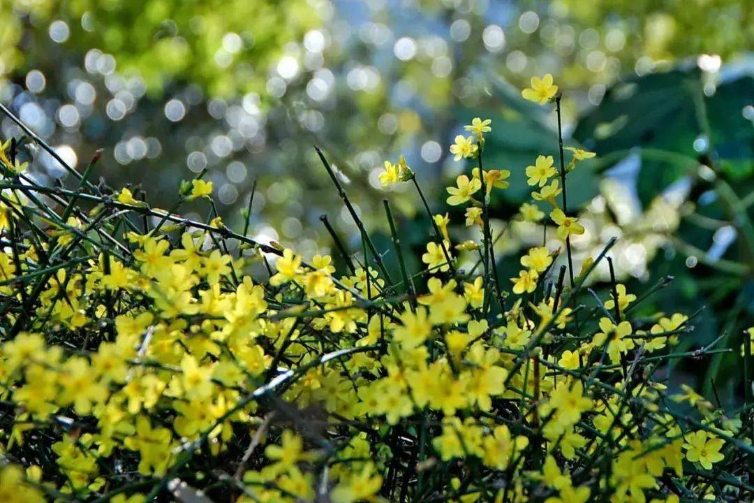 迎春花电视剧(迎春花电视剧孙俊英)