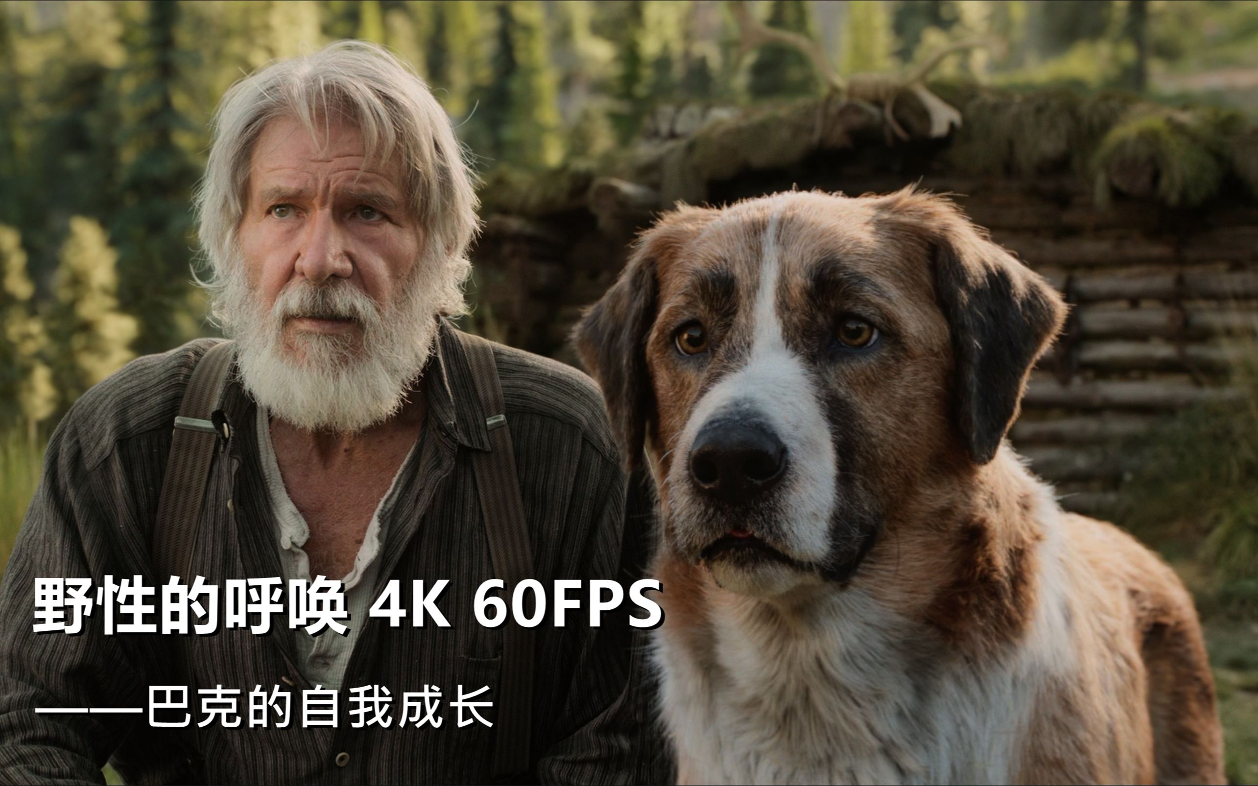 野性的呼唤电影(野性的呼唤电影有几部)