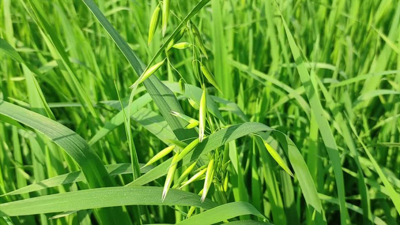 小草在线观看视频免费播放(小草在线观看视频免费2019无限看)