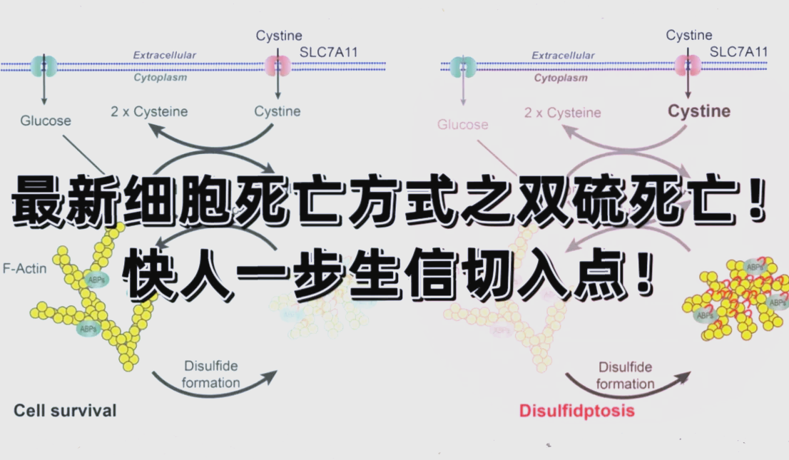 死亡繁殖(死亡繁殖电影免费完整版在线观看)