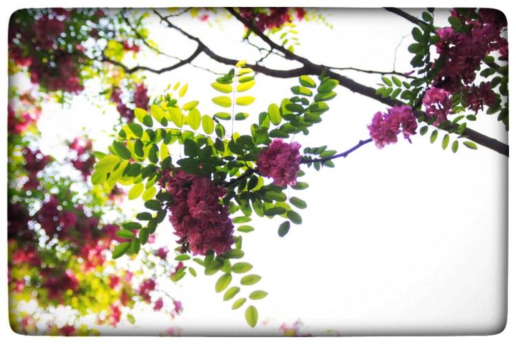 红槐花全集在线观看(红槐花免费观看全集央视网)