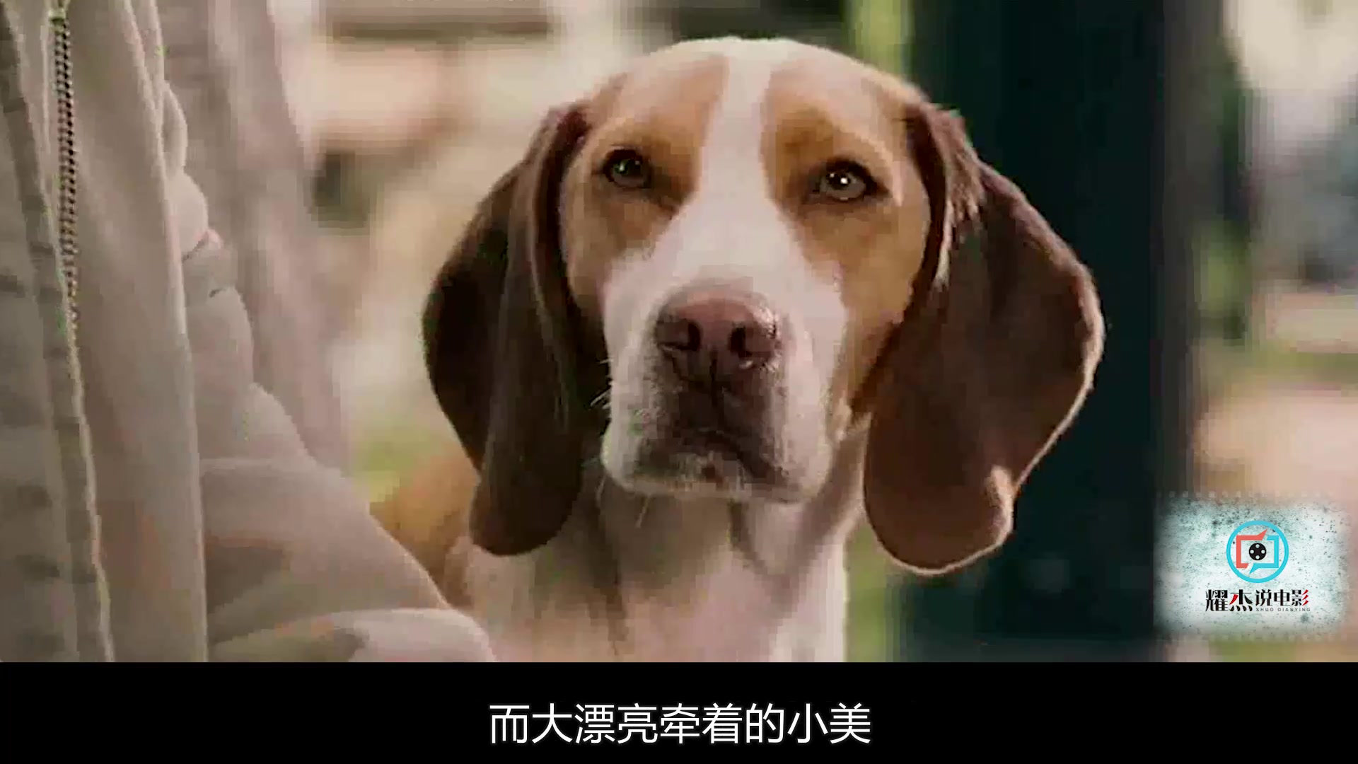 超能狗电影(超能狗电影鞋擦)