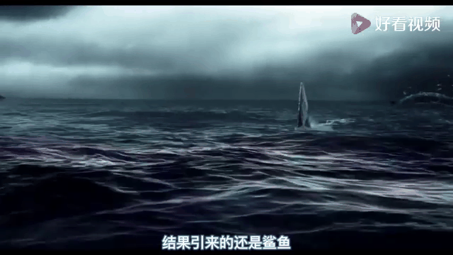 鲨滩在线观看(鲨滩 电影在线观看免费版)