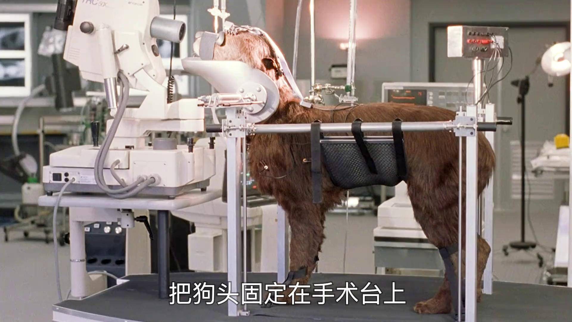 再世人狗缘(再世人狗缘高清在线)