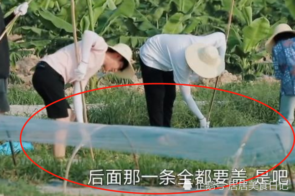 向往的生活5完整版免费西瓜的简单介绍