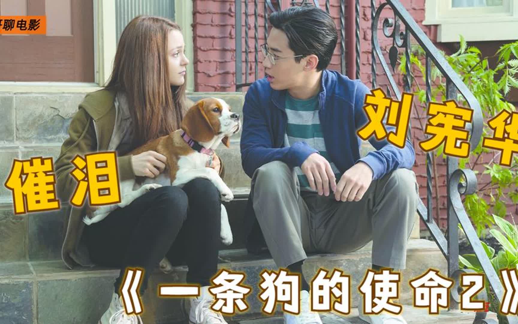 一条狗的使命迅雷(一条狗的使命迅雷免费下载)