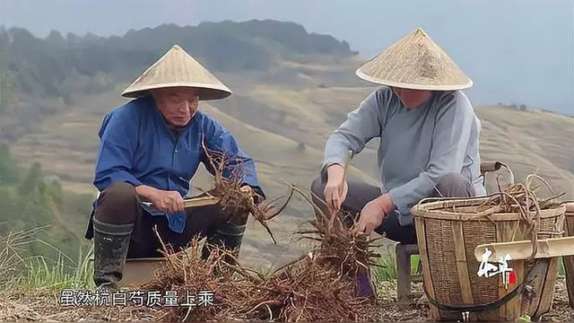 本草中国在线观看免费(本草中国免费观看完整版最新章节)
