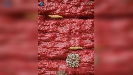 恐怖食肉虫(恐怖食肉虫2电影)