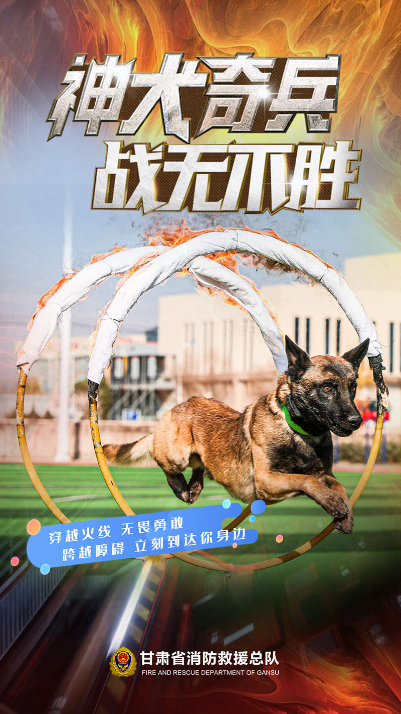 神犬奇兵在线观看(神犬奇兵在线观看全集免费高清)
