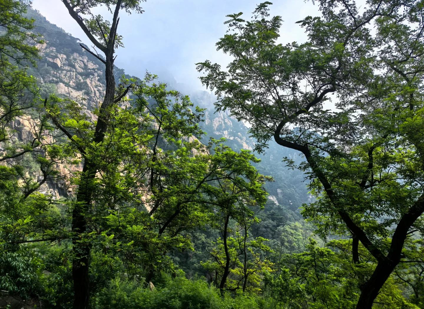 森林泰山(森林泰山电影高清完整版)