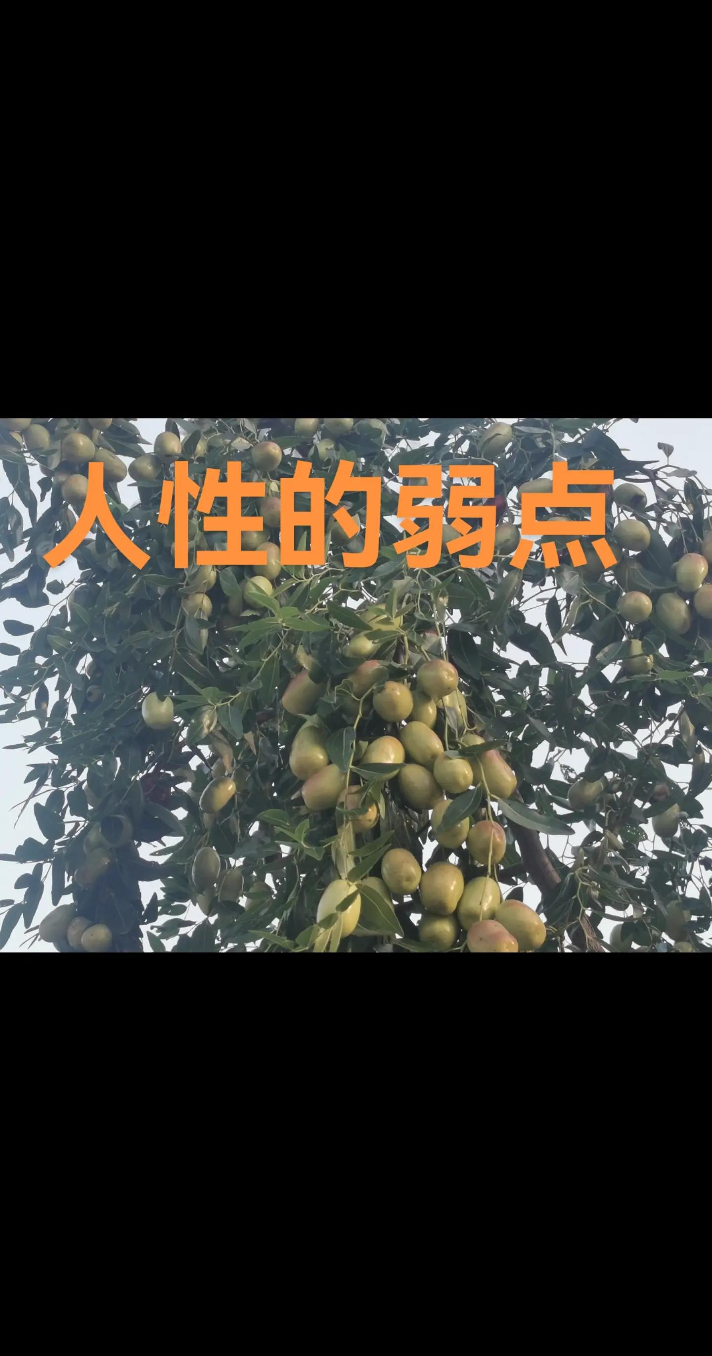 树大招风完整版(树大招风完整版在线播放)