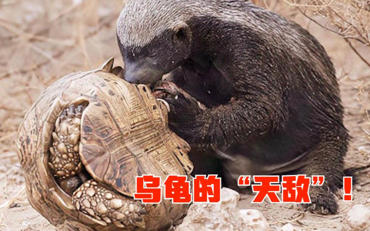 天敌在线观看(天敌电视剧高清在线观看)
