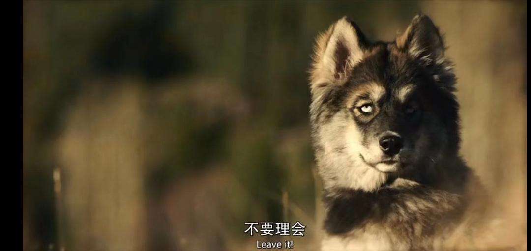 多哥电影在线观看(多哥电影在线观看完整版免费)