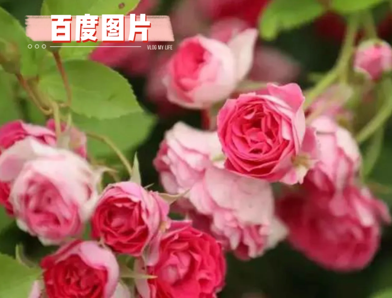 胭脂扣百度影音(胭脂扣高清百度云)