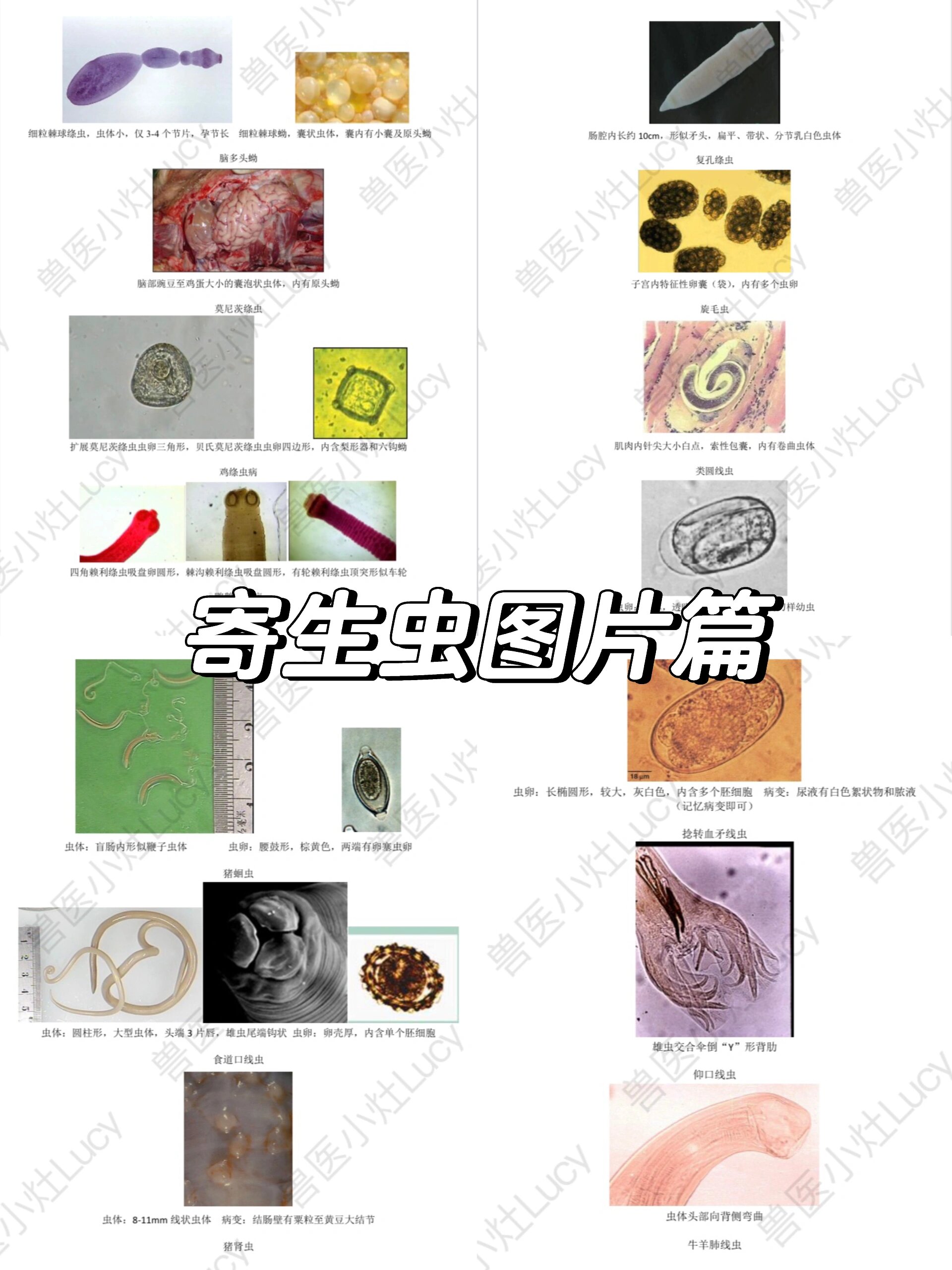 寄生虫在线(寄生虫在线完整免费观看)