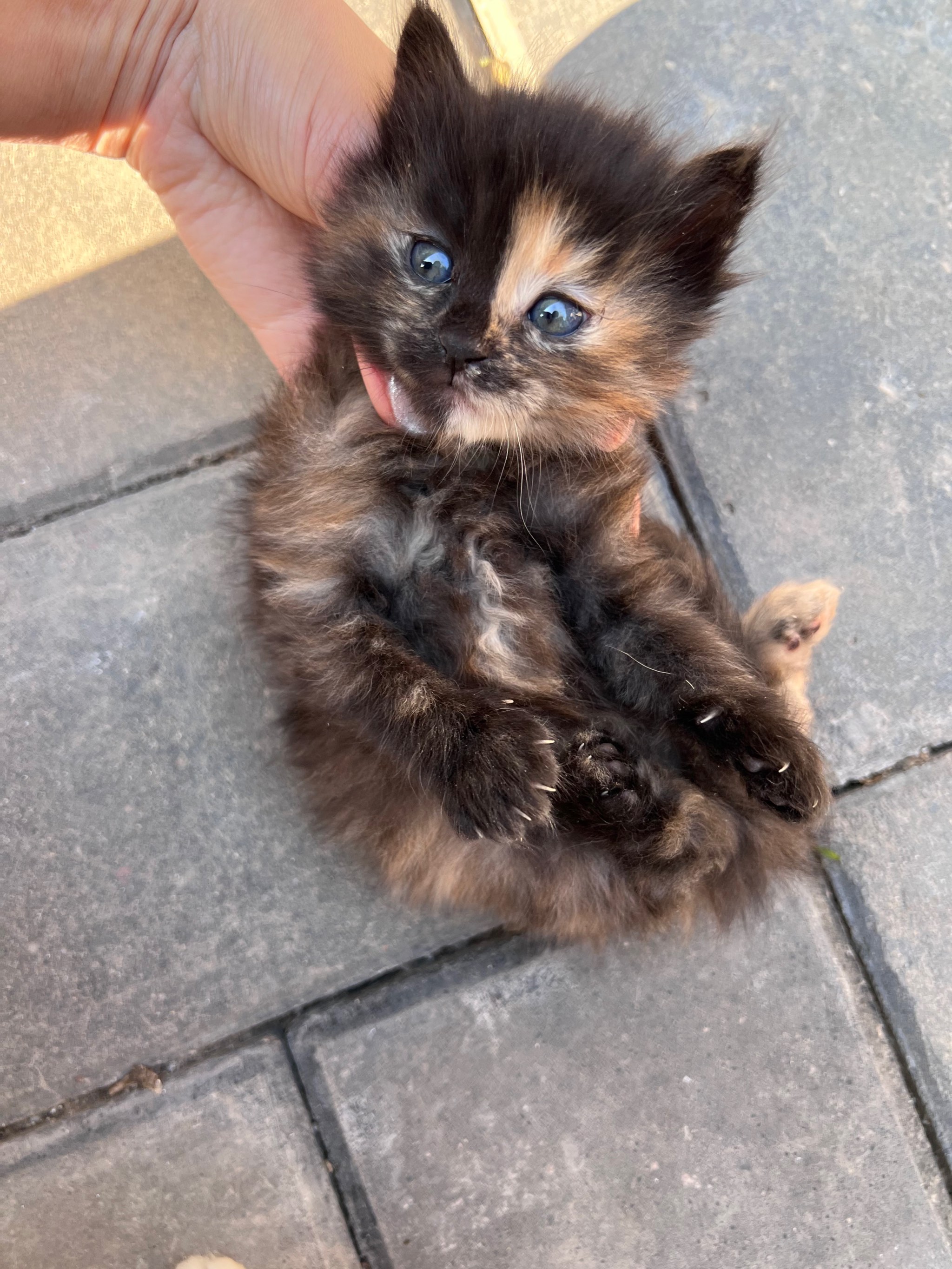 猫屎妈妈(猫屎妈妈国语电视剧免费播放)
