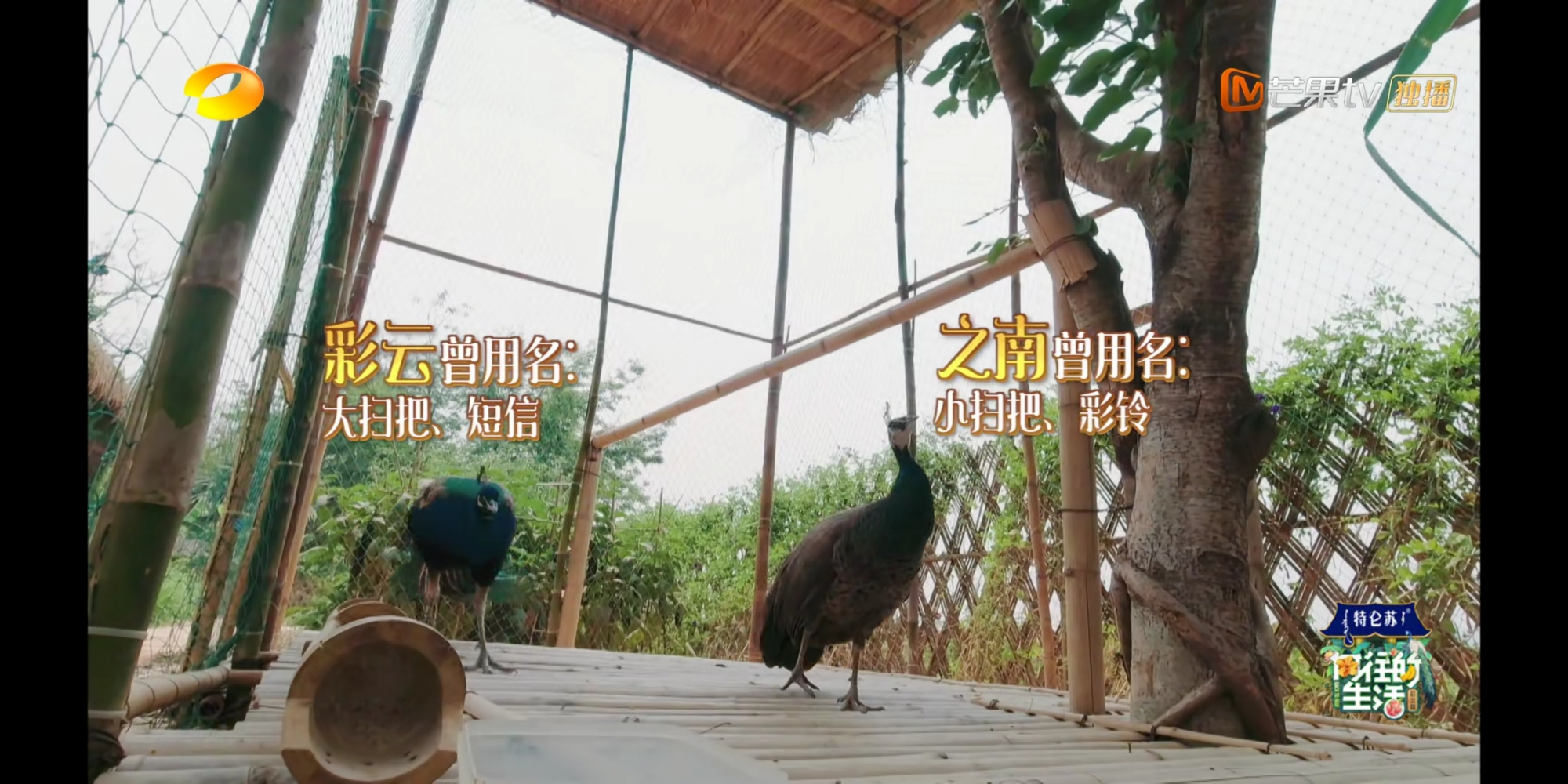 向往的生活第四季免费(综艺向的生活第五季免费观看)