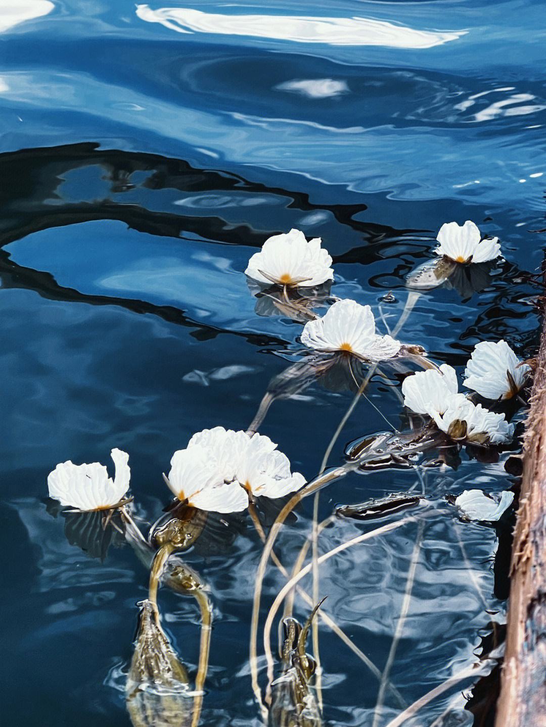 水性杨花电影(水性杨花电影未尾歌词)