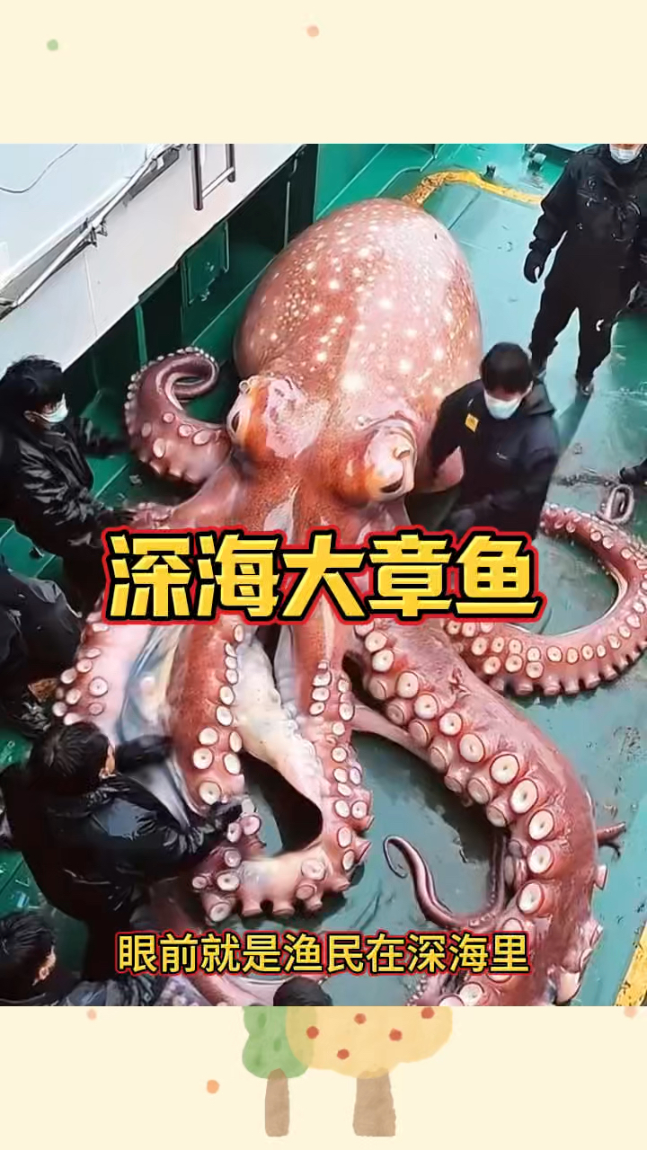 大章鱼电影在线观看完整版(大章鱼电影在线观看完整版中文)