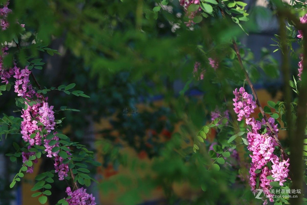 五月槐花香在线观看(五月槐花香在线观看西瓜)