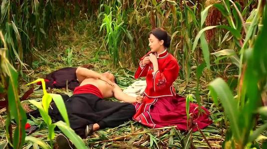 红高粱在线观看(红高粱免费观看全集)
