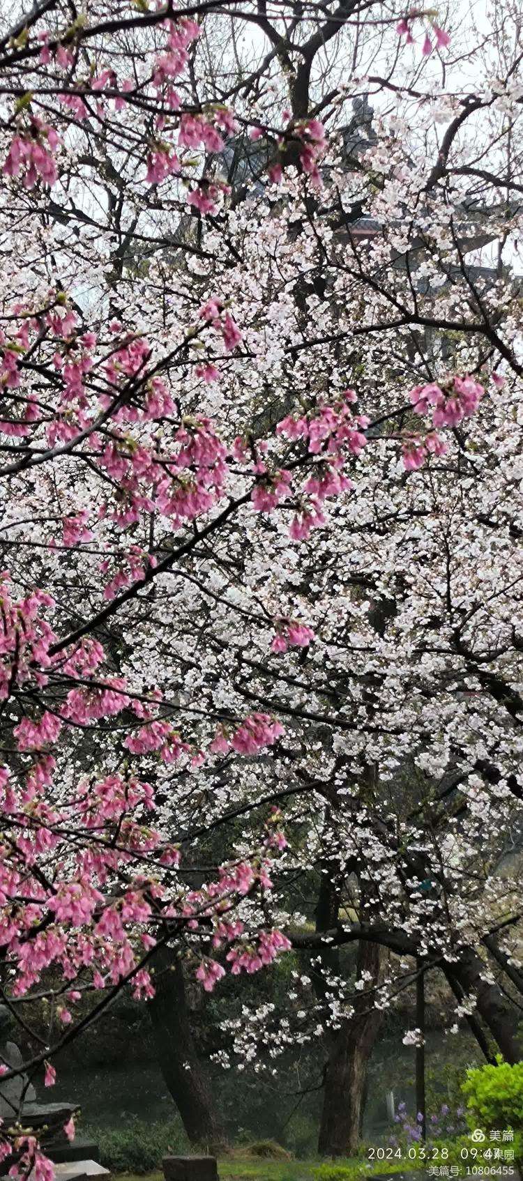 樱花心中(日版秘密花园免费观看)