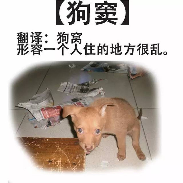老友狗狗粤语高清(一屋老友记粤语完整版)